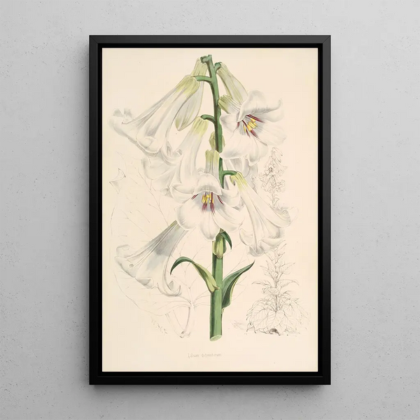Lilium giganteum - Walter Hood Fitch — framed artwork on a wall