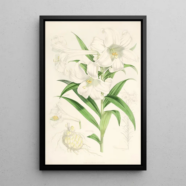 Lilium lingiflorium - Walter Hood Fitch — framed artwork on a wall