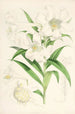 Lilium lingiflorium - Walter Hood Fitch — artwork view