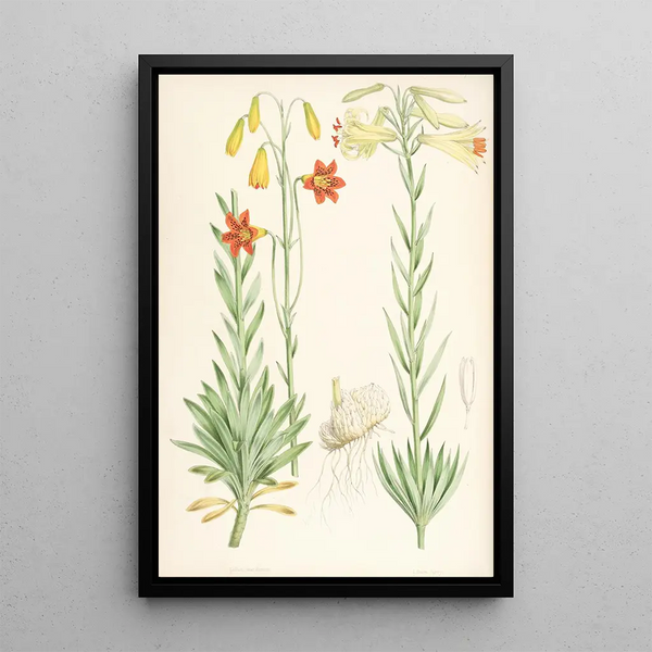 Lilium maritimum - Walter Hood Fitch — framed artwork on a wall