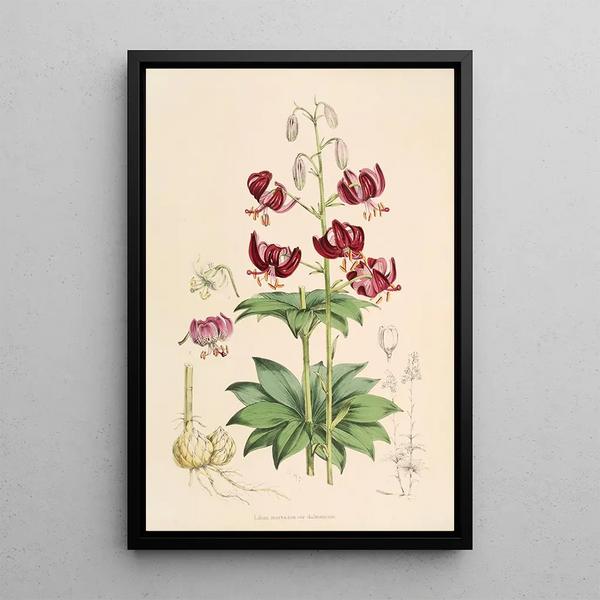 Lilium martagon var dalmaticum - Walter Hood Fitch — framed artwork on a wall