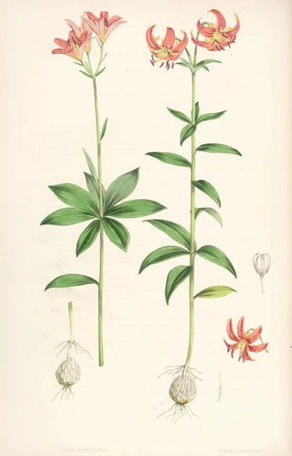 Lilium medeoloides - Walter Hood Fitch — artwork view
