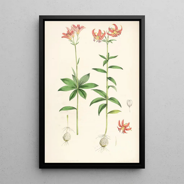 Lilium medeoloides - Walter Hood Fitch — framed artwork on a wall