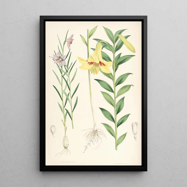 Lilium oxypetalum - Walter Hood Fitch — framed artwork on a wall