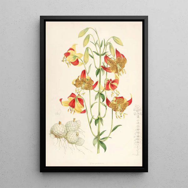 Lilium pardalinum - Walter Hood Fitch — framed artwork on a wall
