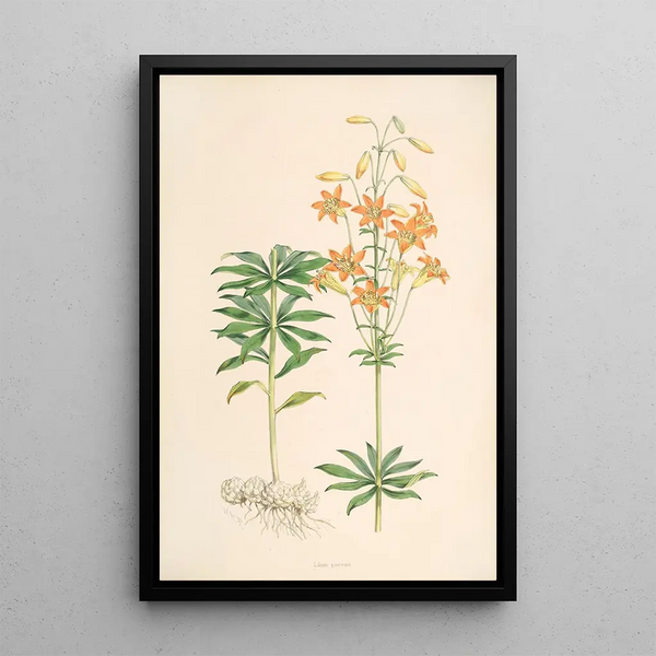 Lilium parvum - Walter Hood Fitch — framed artwork on a wall