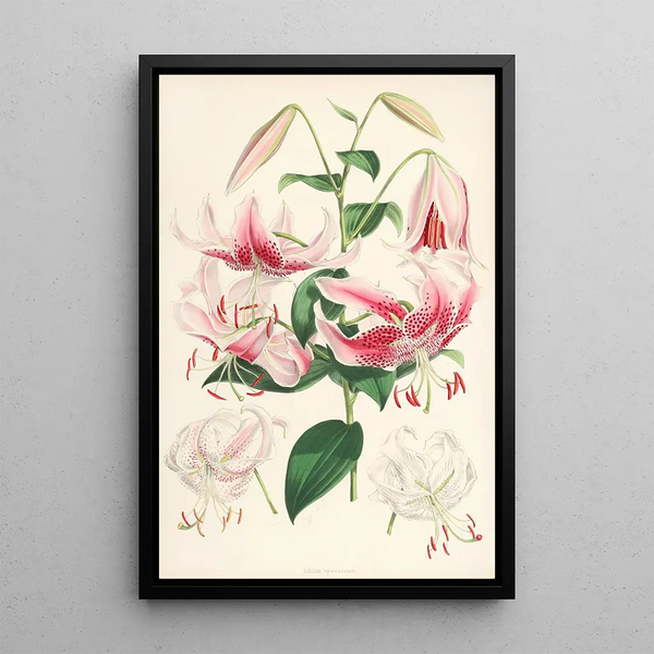 Lilium speciosum - Walter Hood Fitch — framed artwork on a wall