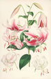 Lilium speciosum - Walter Hood Fitch — artwork view