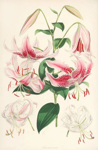 Lilium speciosum - Walter Hood Fitch — artwork view