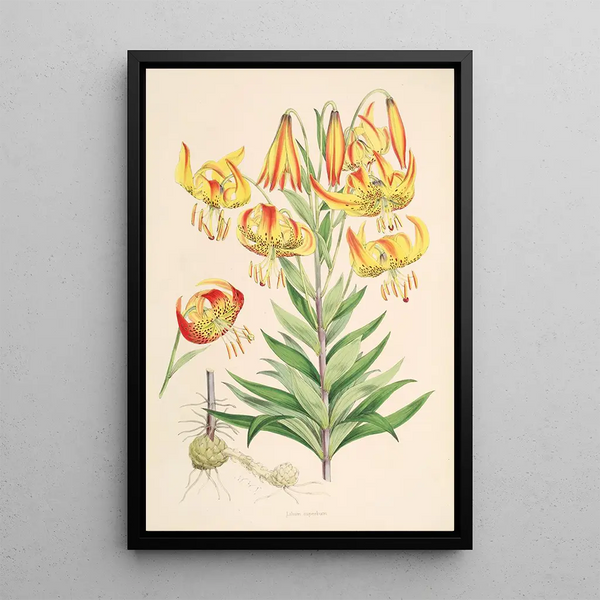 Lilium superbum - Walter Hood Fitch — framed artwork on a wall