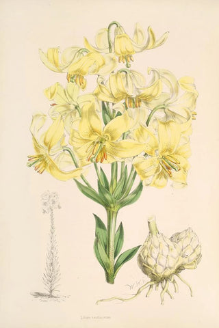 Walter Hood Fitch - Lilium testaceum.webp