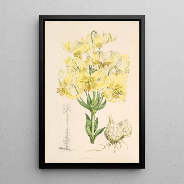 Lilium testaceum - Walter Hood Fitch — framed artwork on a wall