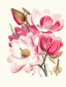 Magnolia campbellii Hf and T flowering plant - Walter Hood Fitch — artwork view