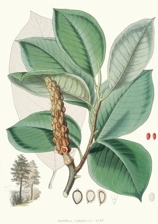 Magnolia Campbellii Hf and T fruiting plant in foliage - Walter Hood Fitch — artwork view