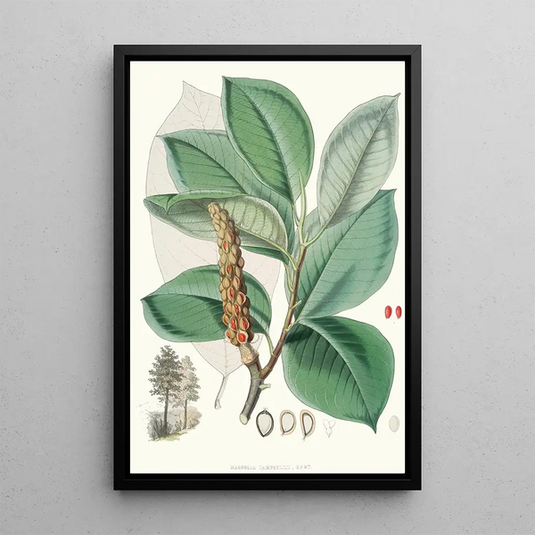 Magnolia Campbellii Hf and T fruiting plant in foliage - Walter Hood Fitch — framed artwork on a wall