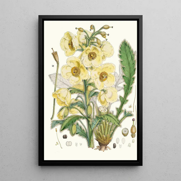 Meconopsis Nepalensis dc - Walter Hood Fitch — framed artwork on a wall