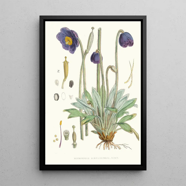 Meconopsis Simplicifolia H f et T - Walter Hood Fitch — framed artwork on a wall