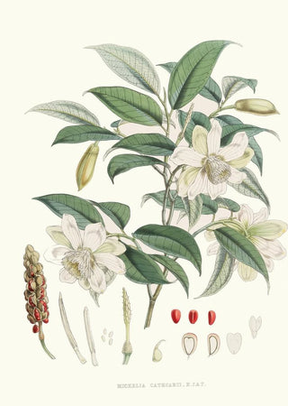 Walter Hood Fitch - Michelia Cathcartii Hf et T.webp