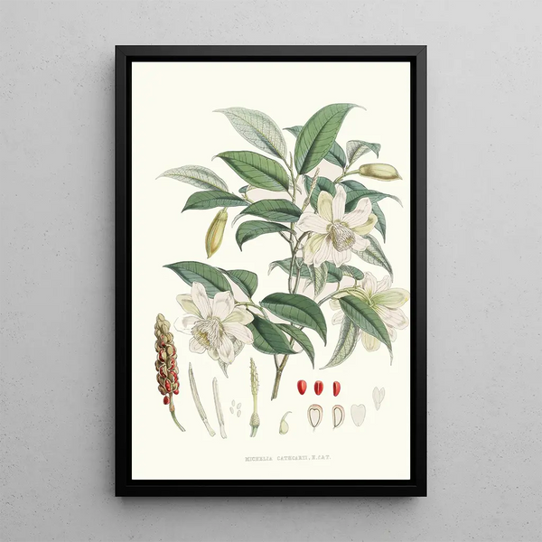 Michelia Cathcartii Hf et T - Walter Hood Fitch — framed artwork on a wall