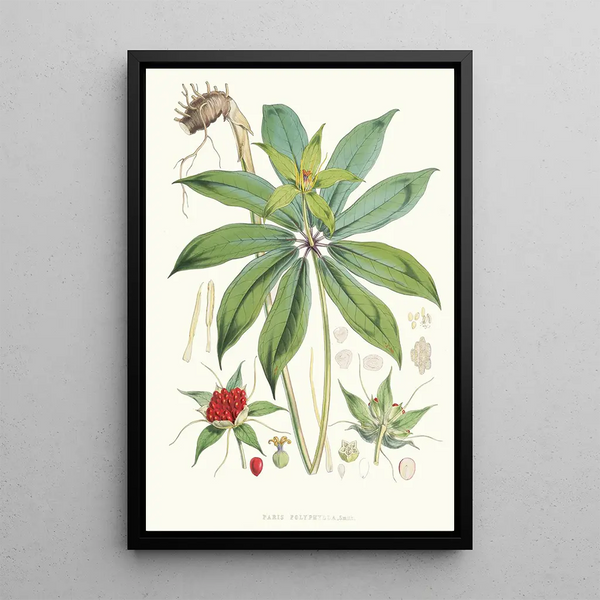 Paris Polyphylla Smit - Walter Hood Fitch — framed artwork on a wall