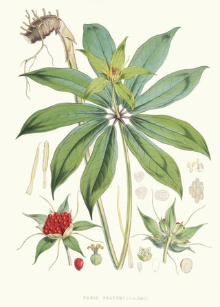 Paris Polyphylla Smit - Walter Hood Fitch — artwork view
