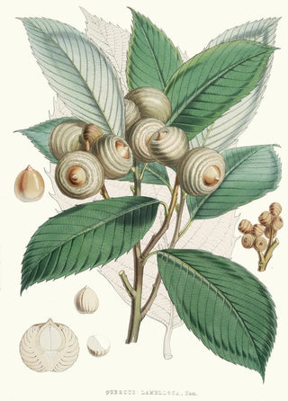Quercus Lamellosa Ham - Walter Hood Fitch — artwork view