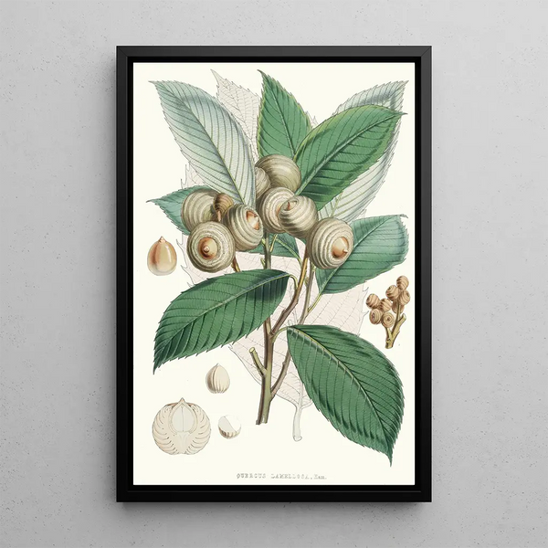 Quercus Lamellosa Ham - Walter Hood Fitch — framed artwork on a wall