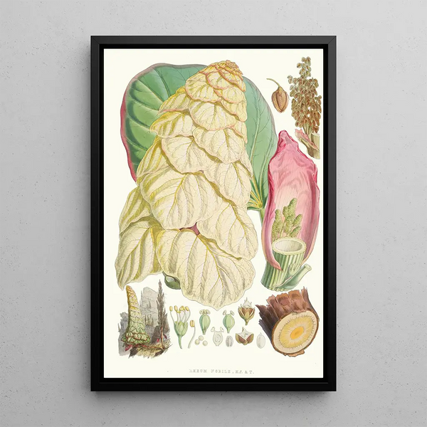 Rheum Nobile Hfand T - Walter Hood Fitch — framed artwork on a wall