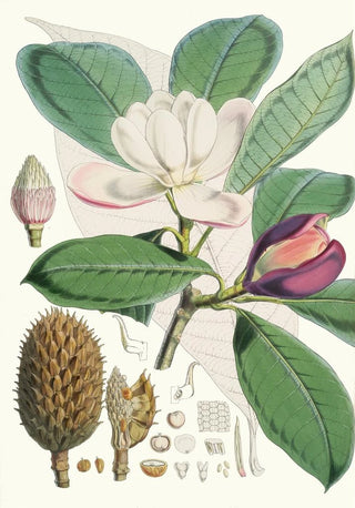 Talauma Hodgsoni Hf and T - Walter Hood Fitch — artwork view