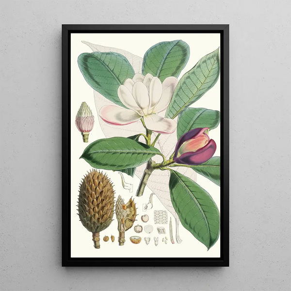 Talauma Hodgsoni Hf and T - Walter Hood Fitch — framed artwork on a wall