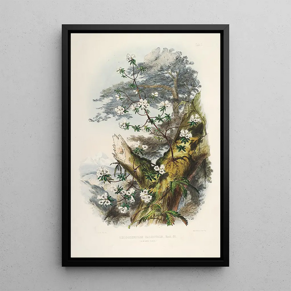 the Himalayan Rhododendrons of Sikkim Pl01 - Walter Hood Fitch — framed artwork on a wall