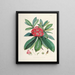 Les Rhododendrons du Sikkim Himalaya Pl03 - Walter Hood Fitch — framed artwork on a wall