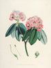 Les Rhododendrons du Sikkim Himalaya Pl05 - Walter Hood Fitch — artwork view