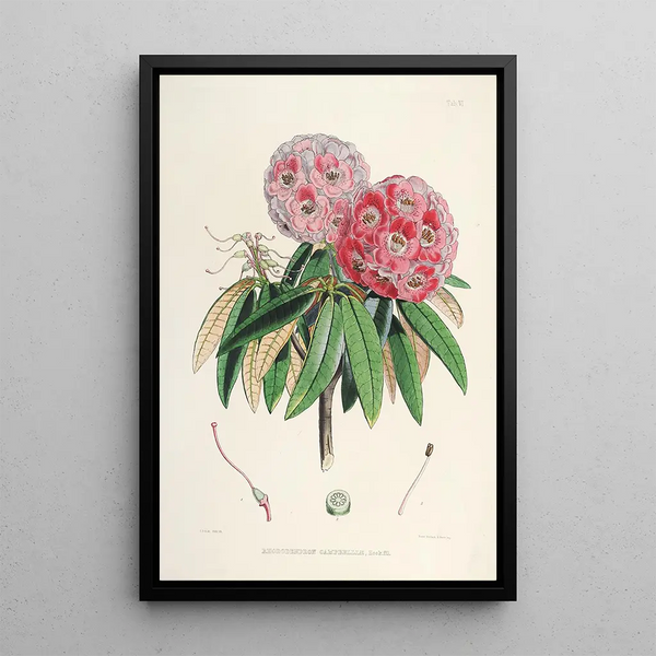 Les Rhododendrons de l'Himalaya de Sikkim de Walter Hood Fitch — framed artwork on a wall