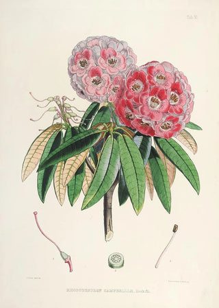 Les Rhododendrons de l'Himalaya de Sikkim de Walter Hood Fitch — artwork view