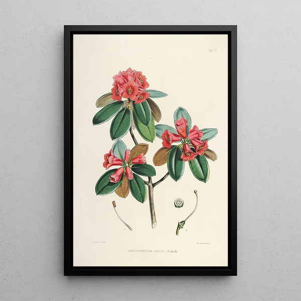 the Himalayan Rhododendrons of Sikkim Pl07 - Walter Hood Fitch — framed artwork on a wall