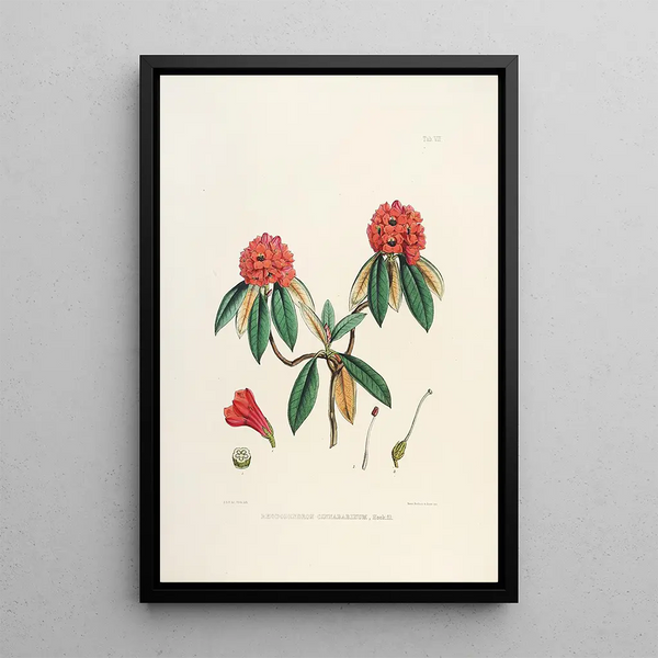 Les Rhododendrons de l'Himalaya de Sikkim Pl08 - Walter Hood Fitch — framed artwork on a wall