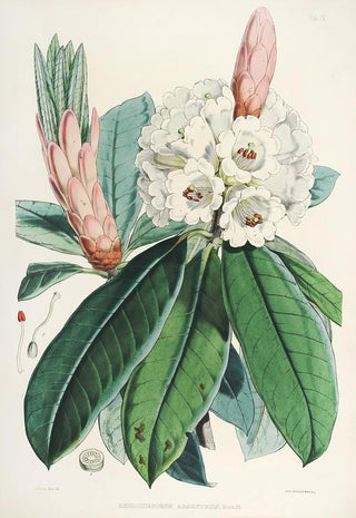 the Himalayan Rhododendrons of Sikkim by Walter Hood Fitch — artwork view