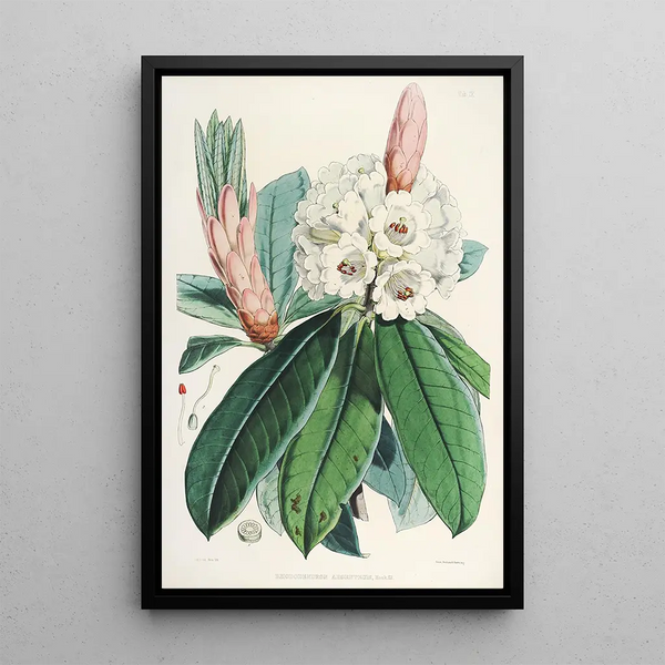 the Himalayan Rhododendrons of Sikkim by Walter Hood Fitch — framed artwork on a wall