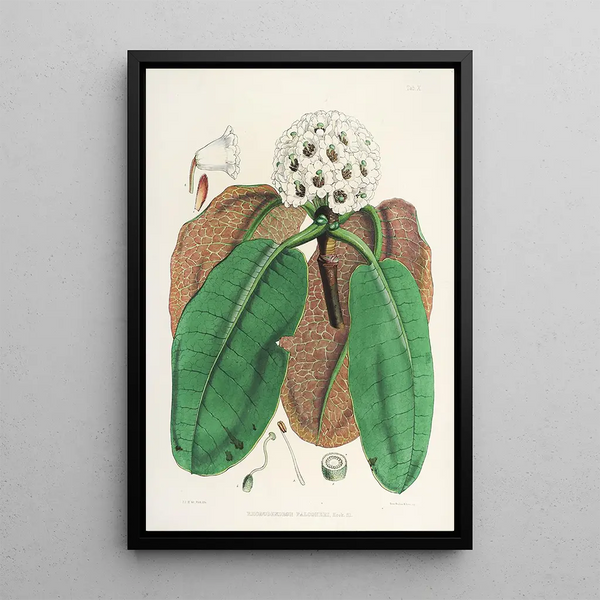The Rhododendrons of the Himalayas of Sikkim Pl10 - Walter Hood Fitch — framed artwork on a wall
