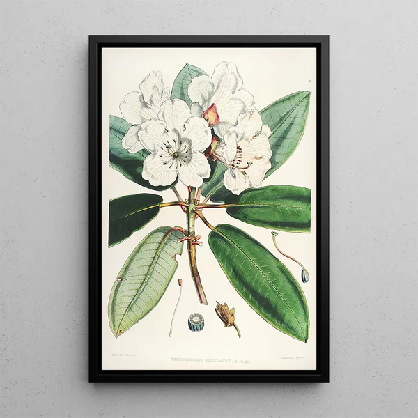 the Himalayan Rhododendrons of Sikkim Pl11 - Walter Hood Fitch — framed artwork on a wall