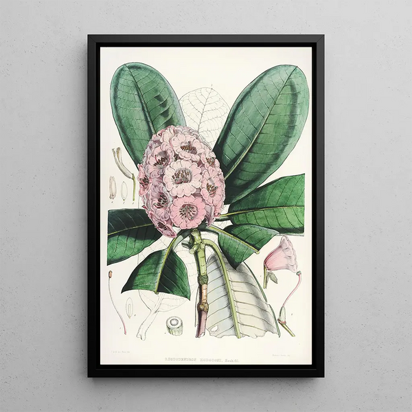 Les Rhododendrons de l'Himalaya de Sikkim Pl15 - Walter Hood Fitch — framed artwork on a wall