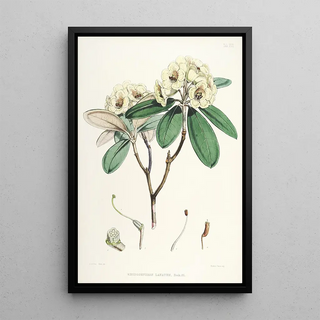 Walter Hood Fitch - The Rhododendrons of SikkimHimalaya Pl16.webp