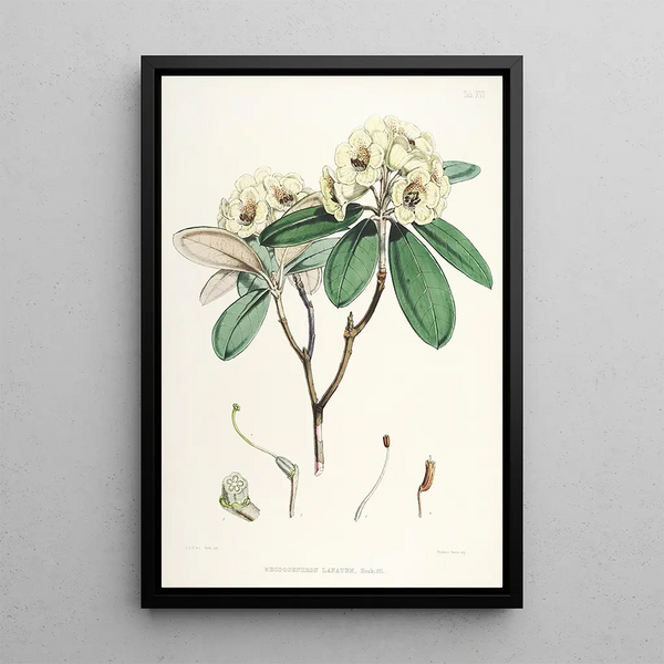 The Rhododendrons of the Himalayas of Sikkim Pl16 - Walter Hood Fitch — framed artwork on a wall