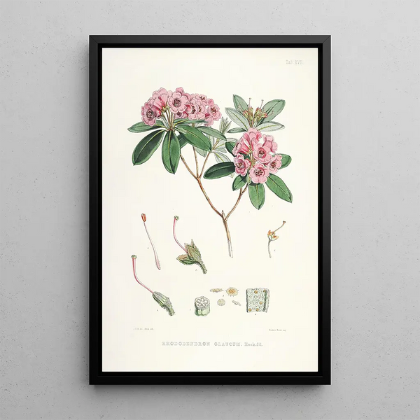 the Himalayan Rhododendrons of Sikkim Pl17 - Walter Hood Fitch — framed artwork on a wall