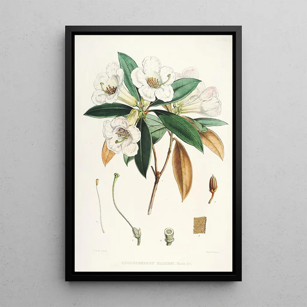 the Himalayan Rhododendrons of Sikkim Pl18 - Walter Hood Fitch — framed artwork on a wall