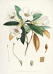 the Himalayan Rhododendrons of Sikkim Pl18 - Walter Hood Fitch — artwork view