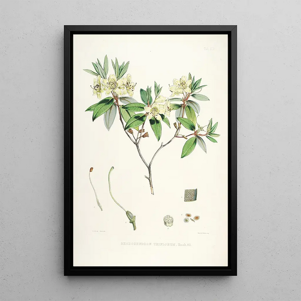the Himalayan Rhododendrons of Sikkim Pl19 - Walter Hood Fitch — framed artwork on a wall