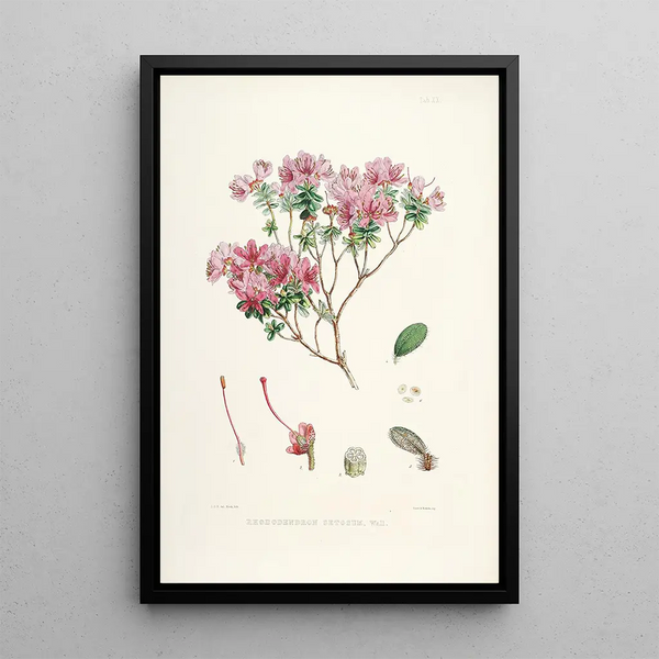 The Rhododendrons of the Himalayas of Sikkim Pl20 - Walter Hood Fitch — framed artwork on a wall