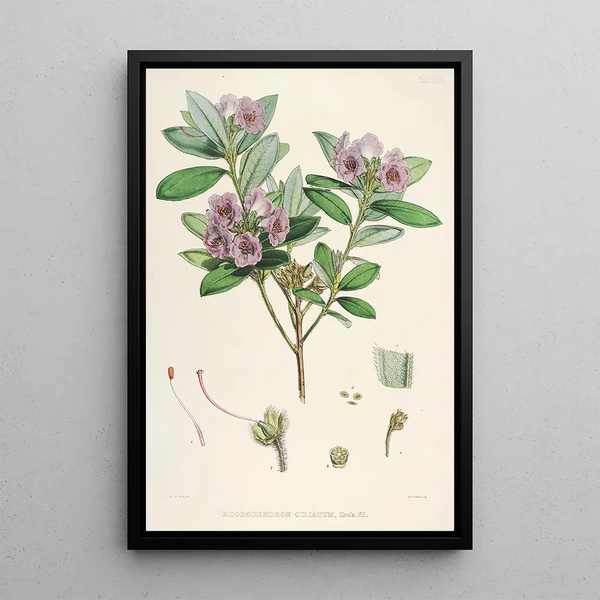 the Himalayan Rhododendrons of Sikkim Pl24 - Walter Hood Fitch — framed artwork on a wall